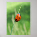 Zoek naar lieveheersbeestje posters Natuur