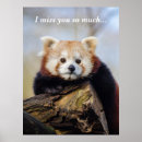 Zoek naar rode panda posters China