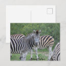 Zoek naar safari briefkaarten Vakantie