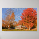 Zoek naar berk bomen kunst Herfst