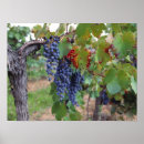 Zoek naar groene druiven posters Fruit