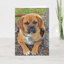 Zoek naar leiband Puppy