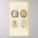 Zoek naar anatomie hersenen posters Geneeskunde