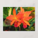 Zoek naar orchidee briefkaarten Tropisch