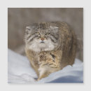 Zoek naar pallas kaarten Kat