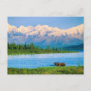 Zoek naar eland briefkaarten Alaska
