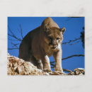 Zoek naar puma briefkaarten Catamount