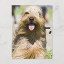 Zoek naar tong briefkaarten Hond