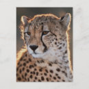 Zoek naar jachtluipaarden briefkaarten Kleurfoto
