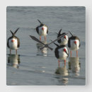 Zoek naar klokjes klokken Vogels