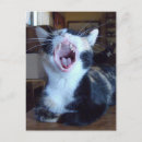 Zoek naar katten redding briefkaarten Katje