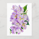 Zoek naar bougainvillea briefkaarten Vintage