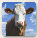 Zoek naar vee onderzetters Kijkend camera