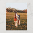 Zoek naar verf paard briefkaarten Mooi