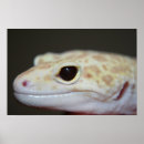 Zoek naar gecko kunst Huisdier