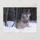 Zoek naar grijze wolf briefkaarten Sneeuw