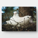 Zoek naar duif fotoplaat Natuur
