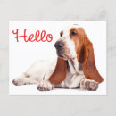 Zoek naar basset hond briefkaarten Puppies