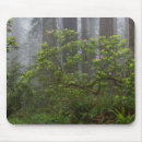 Zoek naar misty muismatten Danita delimont