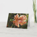 Zoek naar hibiscus kaarten Bloem