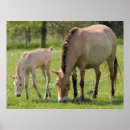 Zoek naar merrie posters Boerderij