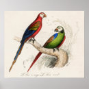 Zoek naar cockatoo kunst Ara