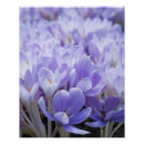 Zoek naar krokus posters Lente