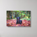 Zoek naar zwart labrador kunst Hond