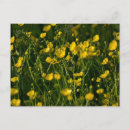 Zoek naar boterbloem briefkaarten Floreel