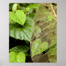 Zoek naar midden amerika posters Toerisme