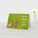 Zoek naar konijn beterschapskaarten Grappig