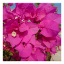 Zoek naar bougainvillea posters Muur
