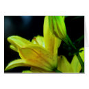 Zoek naar lilium kaarten Leugens