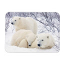 Zoek naar polar bear kaarten Canada