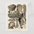 Zoek naar oyster briefkaarten Oesters