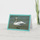 Zoek naar zwanen kaarten Voor haar