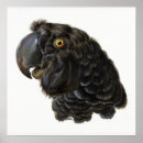 Zoek naar parkiet kunst Papegaai