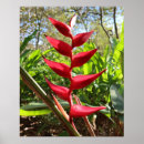 Zoek naar heliconia kunst Rood