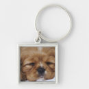 Zoek naar cavalier king charles spaniel sleutelhangers Fotografie