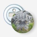 Zoek naar alligator Wild