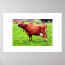 Zoek naar jersey koe posters Boerderij