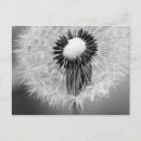 Zoek naar paardebloem briefkaarten Voor haar