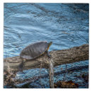 Zoek naar schildpad tegels Zon