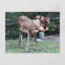 Zoek naar herten humor briefkaarten Schattig