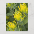 Zoek naar onderwijs briefkaarten Studie