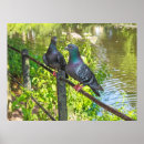 Zoek naar duiven posters Vogels