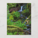 Zoek naar rainforest briefkaarten Bos
