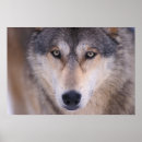 Zoek naar grijze wolf posters North america
