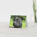 Zoek naar staffordshire bull terrier kaarten Doodsbang