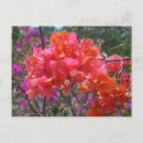 Zoek naar bougainvillea briefkaarten Tropisch
